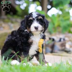 Dr. Pepper, Mini Bernedoodle Puppy